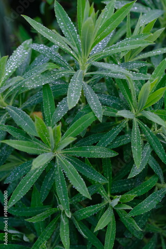 Walangan, Walangi, walang sangit plant, Javanese coriander or walang sangit leaves or Eryngium foetidum is a species of tropical perennial plant in the Apiaceae family. green leaf with sparkling dew.