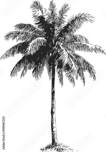 Black and white illustration of a detailed silhouette coconut palm tree. Vector illustration