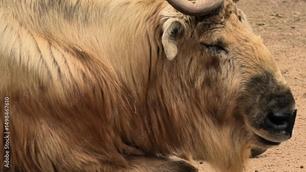 A Majestic Asian Yak is comfortably Relaxing in its Natural Habitat amidst gorgeous scenery A Majestic Asian Yak is comfortably Relaxing in its Natural Habitat amidst gorgeous scenery