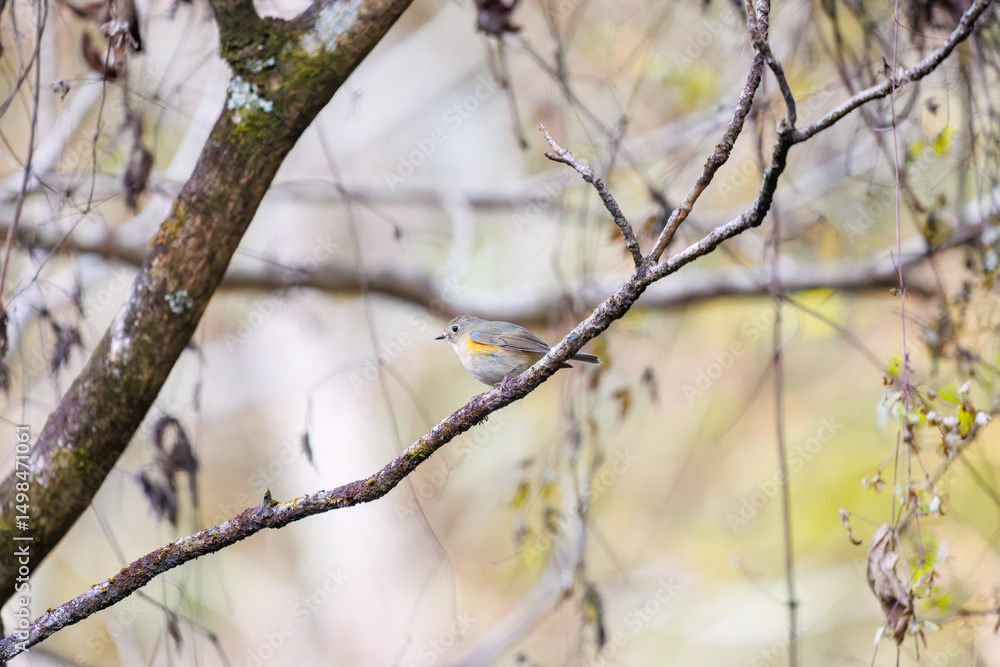 幸せの青い鳥、可愛いルリビタキ(ヒタキ科)
英名学名:Red flanked Bluetail (Tarsiger cyanurus)
紅葉が美しい。
神奈川県清川村、早戸川林道-2024年
幸せの青い鳥、可愛いルリビタキ(ヒタキ科)
英名学名:Red flanked Bluetail (Tarsiger cyanurus)
紅葉が美しい。
神奈川県清川村、早戸川林道-2024年