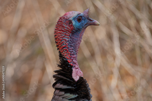 Wild Turkey in field at Norman Bird Sanctuary