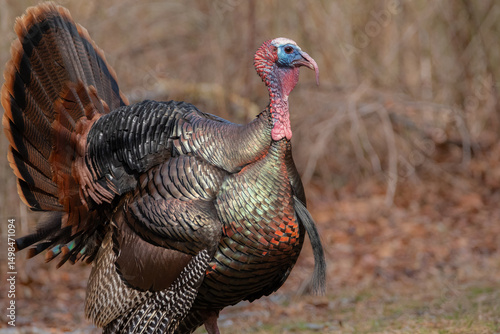 Wild Turkey in field at Norman Bird Sanctuary