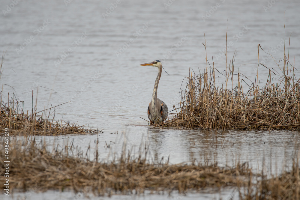 Naklejka premium Heron on Hazard road in water