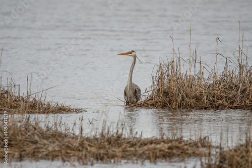 Heron on Hazard road in water