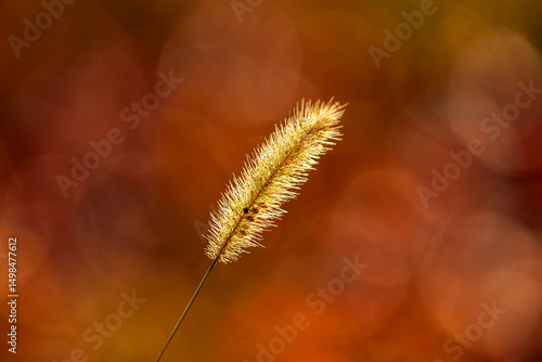 A close-up of the setaria, the beautiful setaria