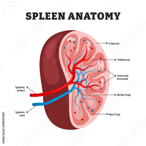 Spleen anatomy structure diagram, educational medical poster design healthcare scheme, human spleen internal organs. Labeled splenic artery, capsule, trabecula, vascular sinusoid, red white pulp.