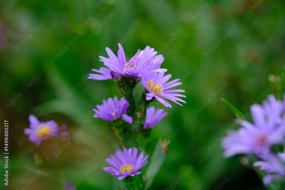 Symphyotrichum dumosum is a species of flowering plant in the Asteraceae family commonly known as rice button aster and bushy aster. Symphyotrichum dumosum is a species of flowering plant in the Asteraceae family commonly known as rice button aster and bushy aster.