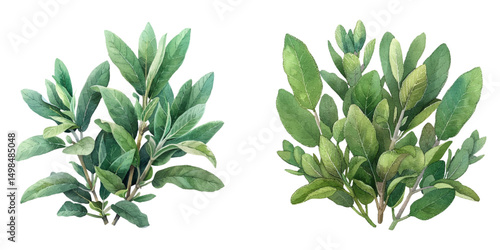 sage watercolor vector illustration
