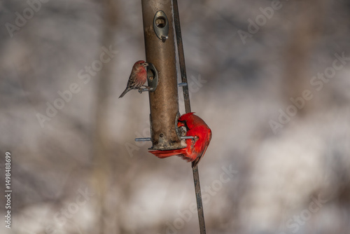 Cardinal and house finch on bird feeder