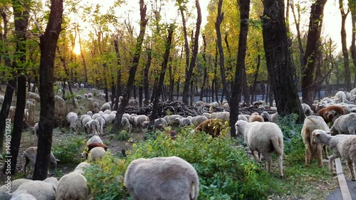 Sheeps in group walking on roads with nomad people in nishat srinagar kashmir photo