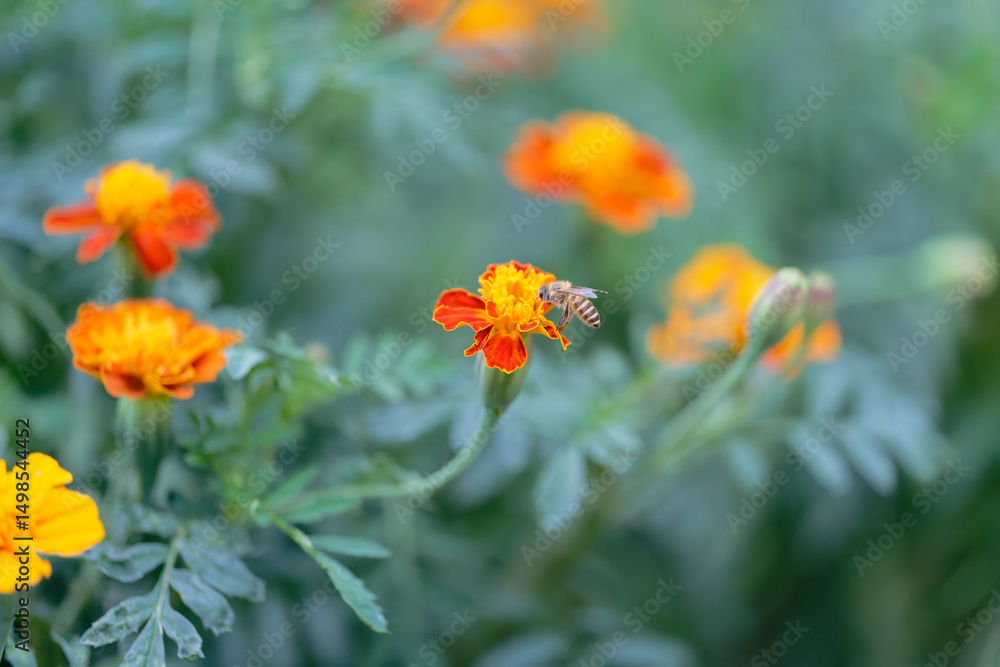 Honeybee on marigold sucking the nectar Honeybee on marigold sucking the nectar
