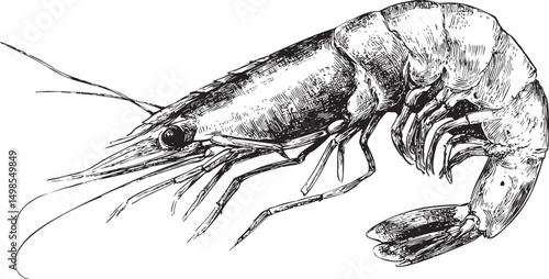 Detailed monochrome illustration of a shrimp with intricate textures. Vector illustration