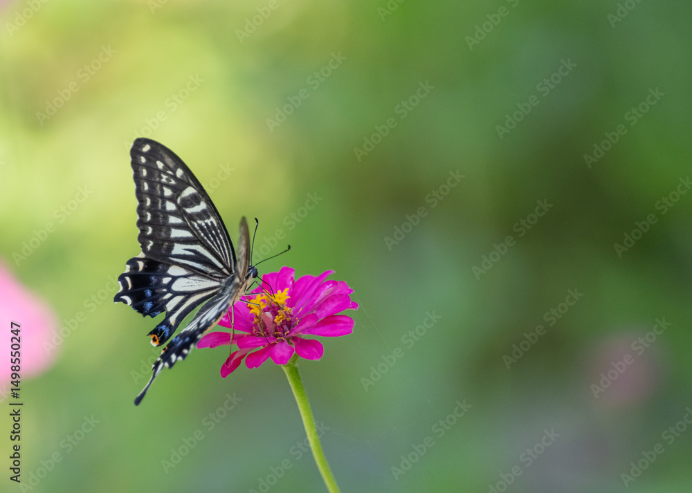 花の蜜を吸うアゲハチョウ 花の蜜を吸うアゲハチョウ