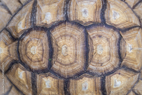 Close up turtle shell texture 