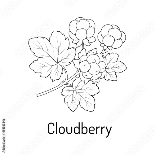 Detailed line drawing of cloudberry with leaves and berries. Perfect for botanical projects, coloring pages and educational purposes.