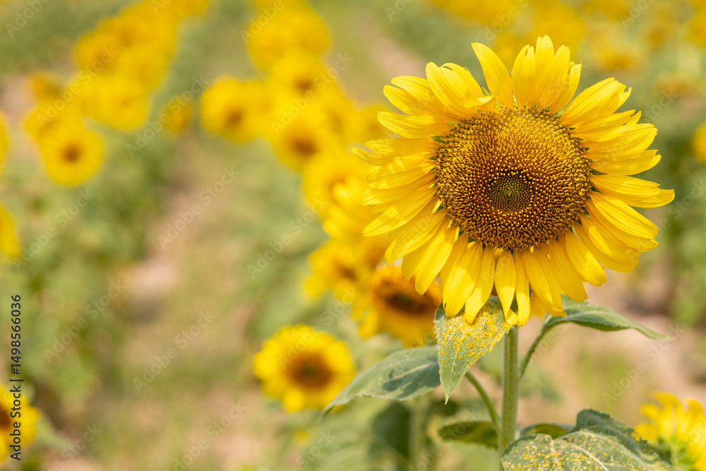 Vibrant Sunflower in Bloom Amidst a Field of Yellow Flowers Vibrant Sunflower in Bloom Amidst a Field of Yellow Flowers