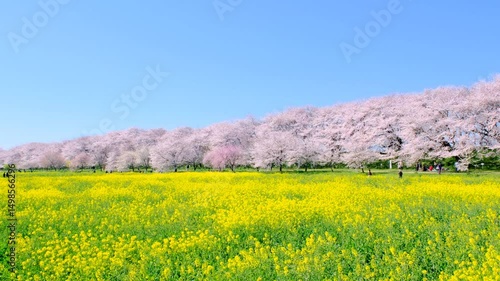 権現堂桜堤　幸手市