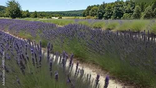 Vibrant lavender field sunlight floral scenery nature background summer purple flowers botanical garden