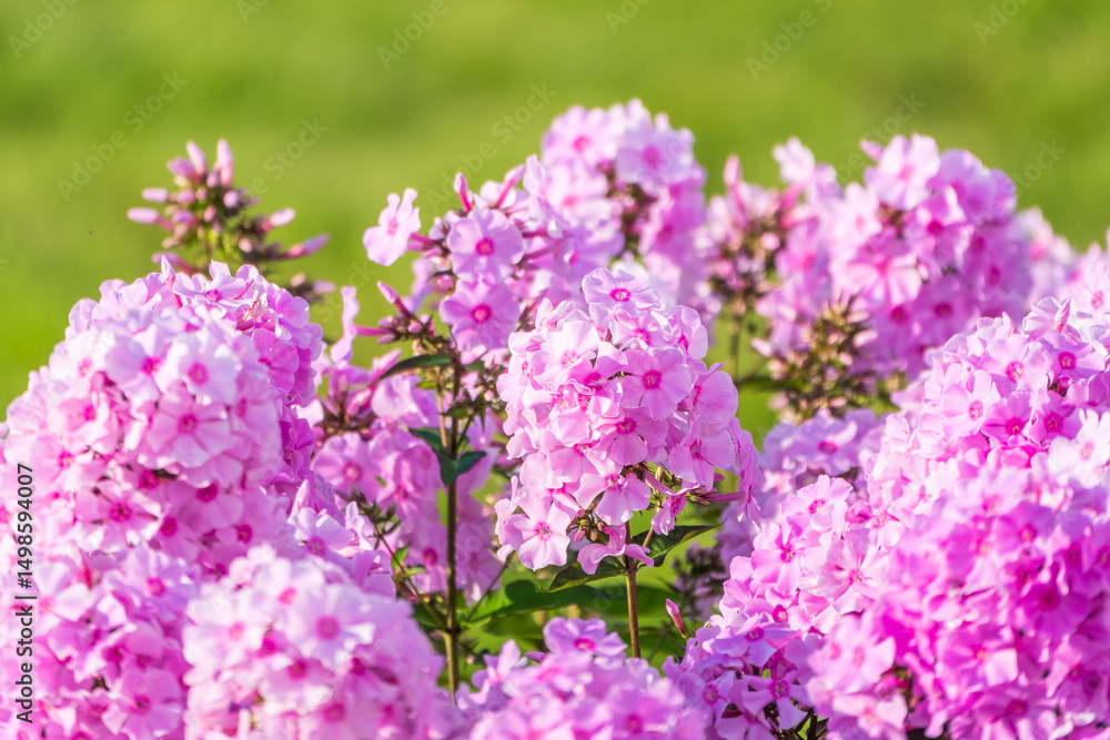 Pink phlox flowers. Phlox paniculata. Flowering herbaceous plants. Blooming phlox paniculata in the garden Pink phlox flowers. Phlox paniculata. Flowering herbaceous plants. Blooming phlox paniculata in the garden
