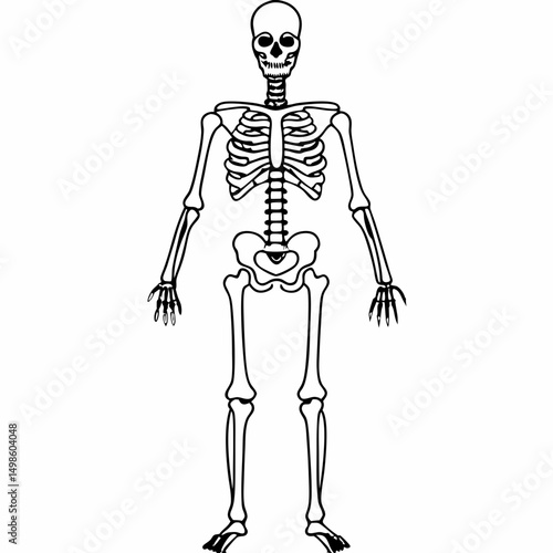Isolated full human skeleton drawing shows the rib cage, skull, and limb bones in detail; an educational, anatomical resource with a transparent backdrop suitable for overlays.