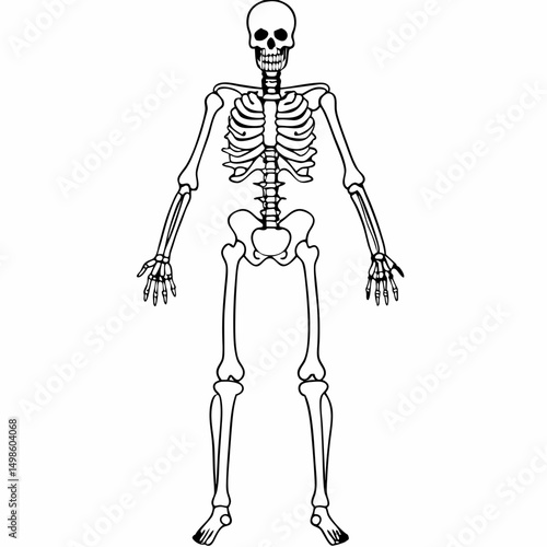 An anatomical representation of a human skeleton is depicted, featuring detailed bones like the skull, ribs, spine, and limbs against a transparent backdrop. It is a perfect scary image.