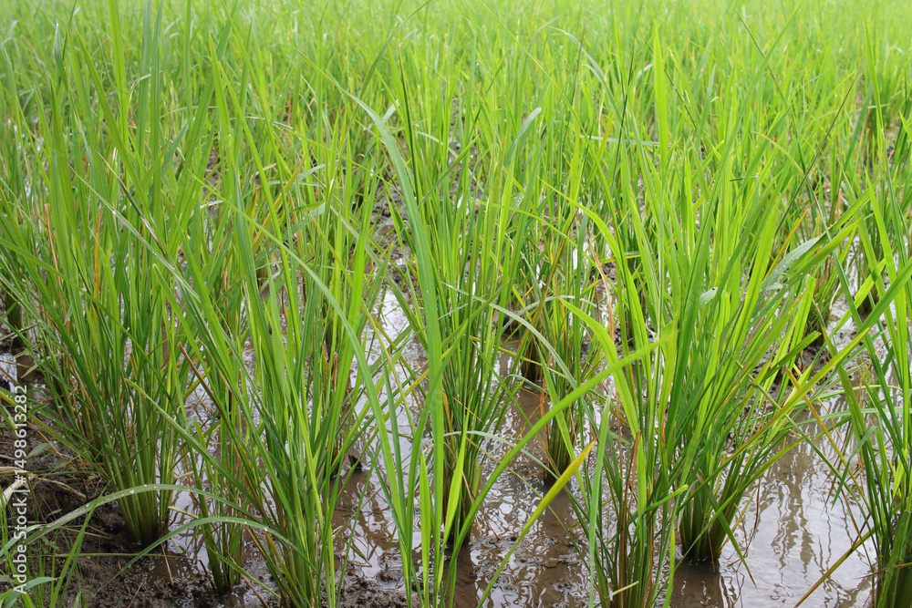 Obraz premium rice plants planted in muddy rice fields