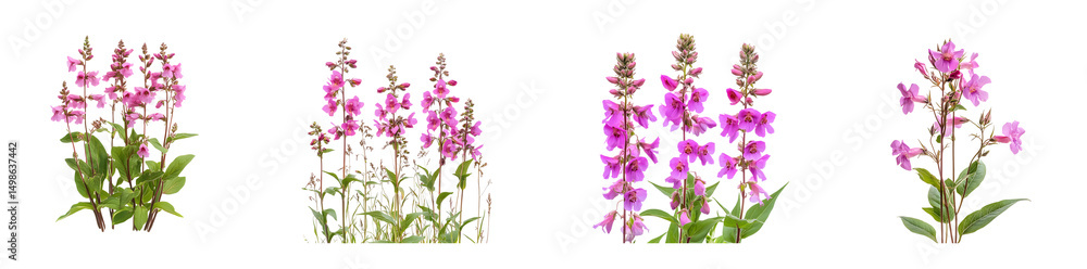 Naklejka premium set of clusters of pink flowering plants in a graphic design. isolated on transparent background
