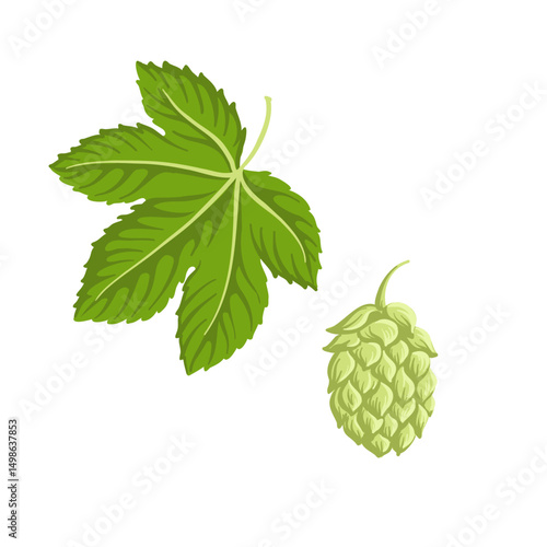 green leaf and cone of hop, Humulus lupulus, , vector drawing plant at white background, floral elements, hand drawn botanical illustration