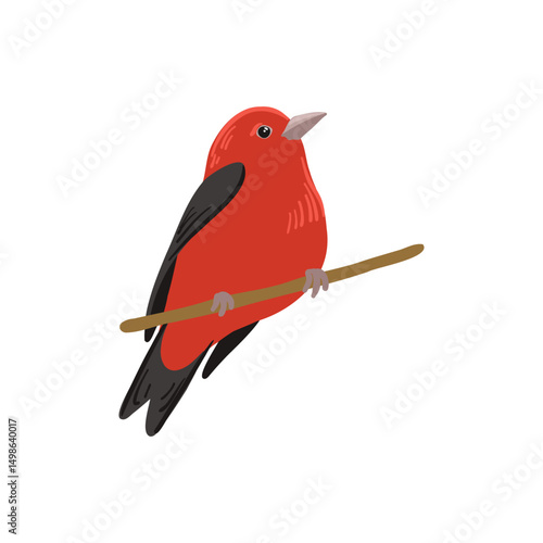 vector drawing bird, scarlet tanager , hand drawn , isolated nature design element