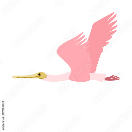 vector drawing bird, roseate spoonbill, hand drawn Platalea ajaja, isolated nature design element