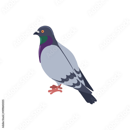 vector drawing bird, rock dove, hand drawn Columba livia,, isolated nature design element