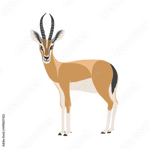 vector drawing dorcas gazelle, animal isolated at white background