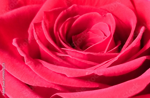 Wallpaper Mural rose roses red for background Torontodigital.ca