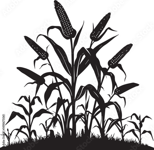 Silhouette of corn plant growing with leaves of vegetable harvest vector on white background
