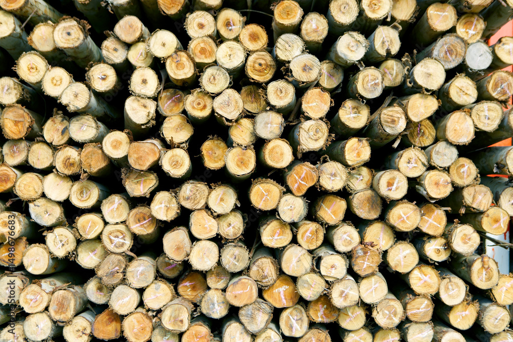 Stacked Wooden Logs in Various Sizes and Textures from Above View Stacked Wooden Logs in Various Sizes and Textures from Above View