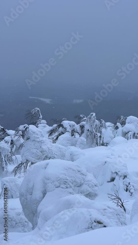 Wallpaper Mural View of the white rocks and the winter forest on Mount Polyud. Lappish spruces on Mount Polyud in the Perm region in winter. In winter, there is a lot of snow and frost on the trees in the Urals. 4К Torontodigital.ca