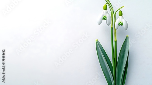 Snowdrops on white background, spring