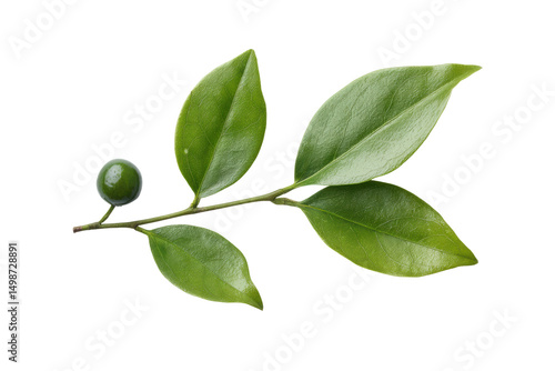 Wallpaper Mural Green olive branch with fresh leaves and single olive isolated on black, cut out Torontodigital.ca