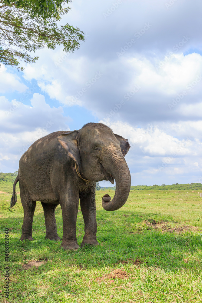 Fototapeta premium Sumatran elephant (Elephas maximus sumatranus) in Way Kambas National Park Lampung Indonesia