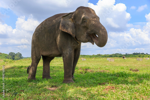 Sumatran elephant (Elephas maximus sumatranus) eating grass in Way Kambas National Park Lampung Indonesia
