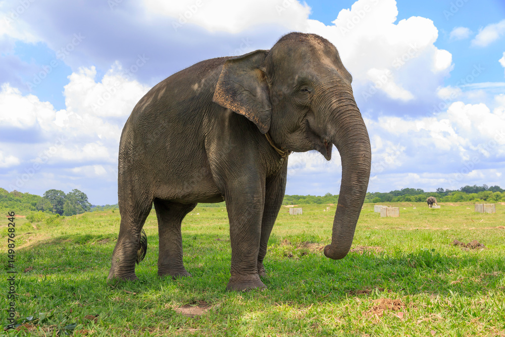 Fototapeta premium Sumatran elephant (Elephas maximus sumatranus) in Way Kambas National Park Lampung Indonesia