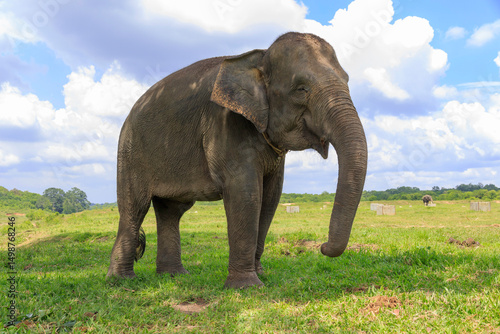 Canvastavla Sumatran elephant (Elephas maximus sumatranus) in Way Kambas National Park Lampu