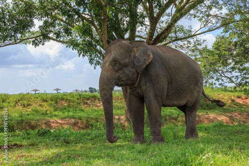 Fotografia Sumatran elephant (Elephas maximus sumatranus) in Way Kambas National Park Lampu
