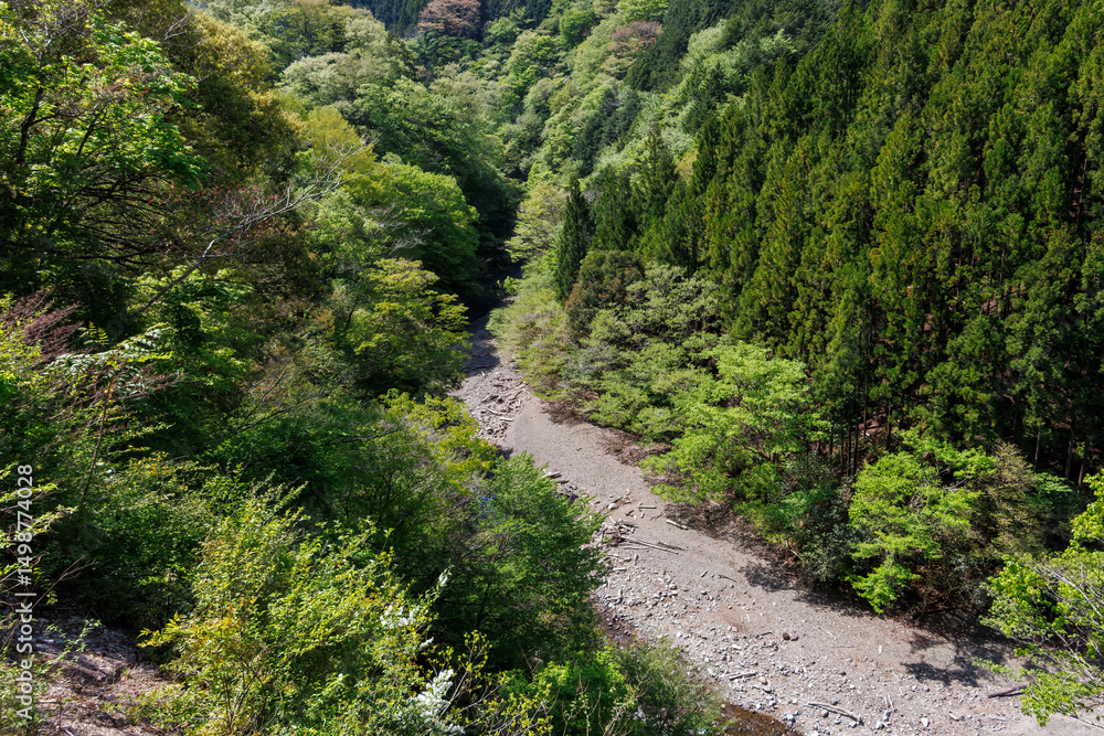 Fototapeta premium 新緑が美しい渓谷。 神奈川県清川村、早戸川林道-2025年 