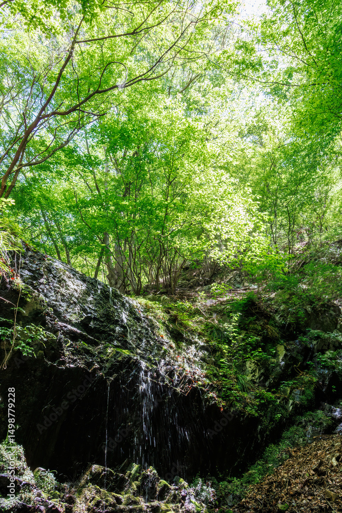 Obraz premium 苔むした岩と新緑の崖から落ちる美しい小さな滝 新緑が美しい渓谷。 神奈川県清川村、早戸川林道-2025年