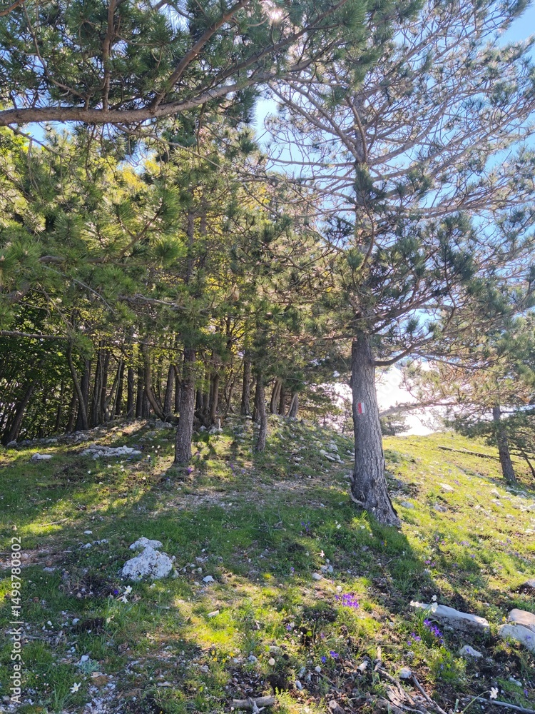 Obraz premium Scatti Vari