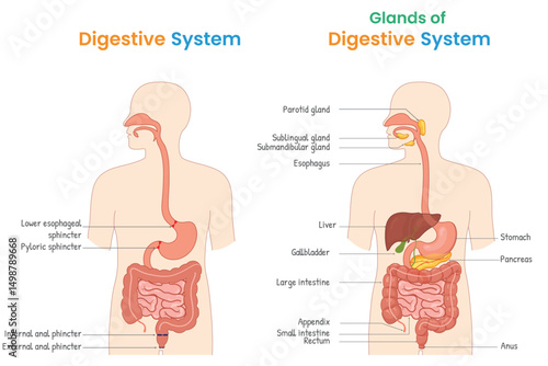 Complete Labeled Digestive System Anatomy with Organs and Glands