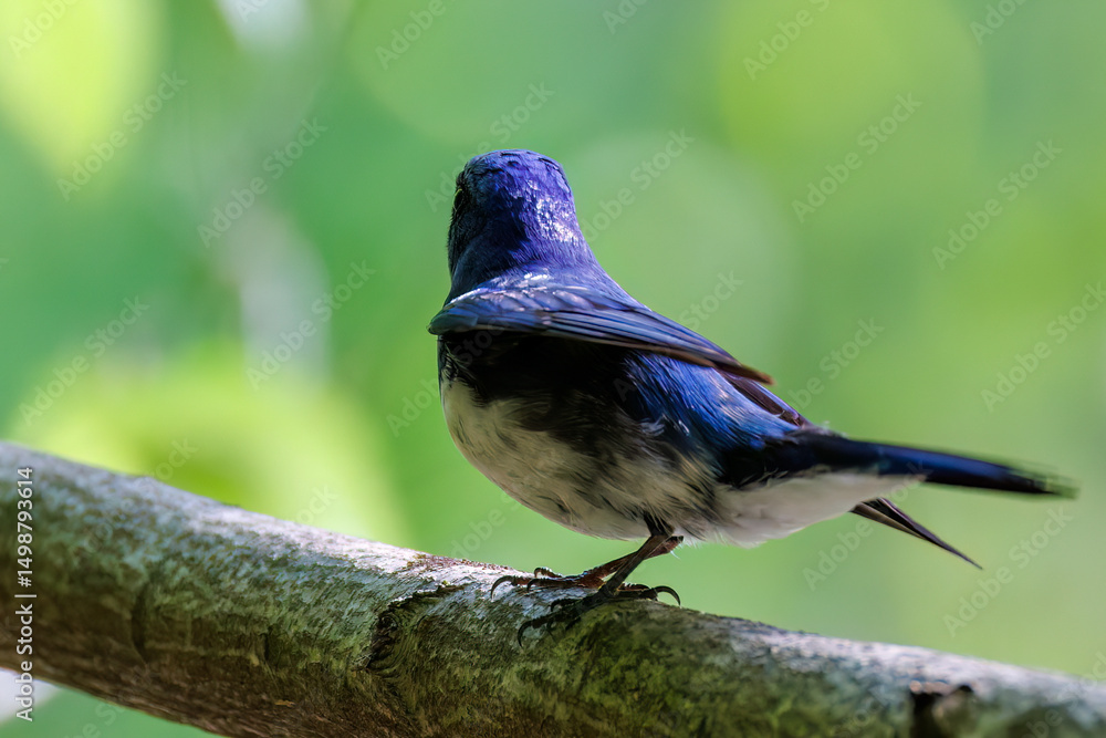 Obraz premium 新緑の中、大きく美しい声でさえずる美しいオオルリ(ヒタキ科) 新緑が美しい渓谷。 神奈川県清川村、早戸川林道-2025年