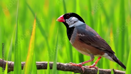 Java Sparrow Bird in Rice Paddy Field Stunning Wildlife Photography