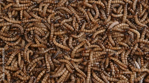 4K Top view fodder worms for exotic animals